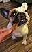 Organic Premium Chicken Jerky Dog Treats. Made in USA. Grain Free, All Natural, 1 Ingredient, USDA Grade A Chicken Breast. Pet Training Thick Jerky Chew. No Preservatives, No Soy, Gluten Free