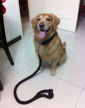 Rant Bell 編み込み リード 首輪 セット 中型犬 大型犬 ハーフチョーク 黒 L B019eqjvuu 749円 送料無料 激安 お買い得 キ フト 日本メーカー新品 人気 おすすめ