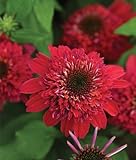 Double Scoop Raspberry Coneflower Seeds (Echinacea) 50 Seeds Upc 647923989441