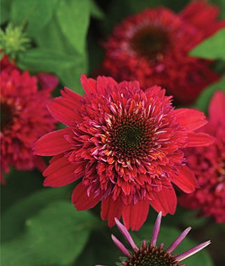 Double Scoop Raspberry Coneflower Seeds (Echinacea) 50 Seeds Upc 647923989441