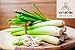 Natrevibe Botanicals Organic Lemongrass Powder, 8 ounces | Non-GMO and Gluten Free | Adds Taste and Flavor | Antioxidant Properties.