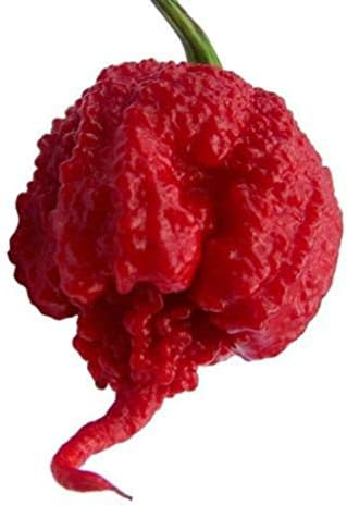 Juntop Premium New Select Carolina Reaper Seeds Grown Pepper Seed HP22B Pepper 50pcs