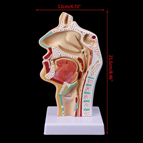 Abicial Human Anatomical Nasal Cavity Throat Anatomy Medical Model Teaching Tool