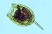 AT Rotifer Delight - Live Rotifers (10 oz)