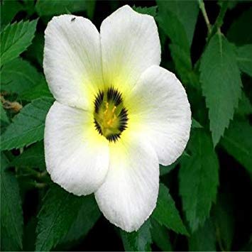 Vista Ankunft 12 Farbe 1000 Mix Geruch Tabak Samen Mehrjährige Blumensamen für Garten in Bonsai, kaufen 2 erhalten 10 Rose Ge