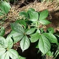 1/2 oz. ELEUTHERO ROOT~(Organic)~HeRb~Healing &amp; Calming