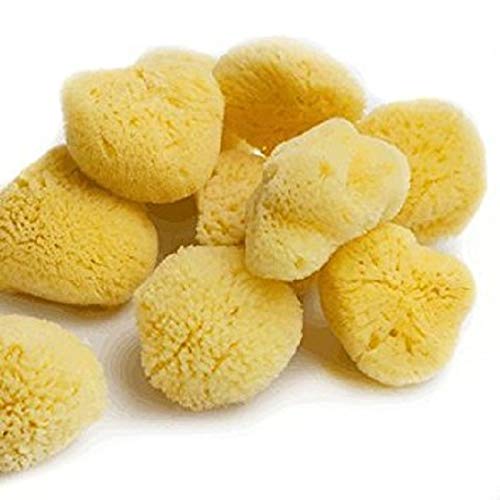 HSD Natural Artists Sea Sponge Pack of 10 Fine Texture Watercolour Painting