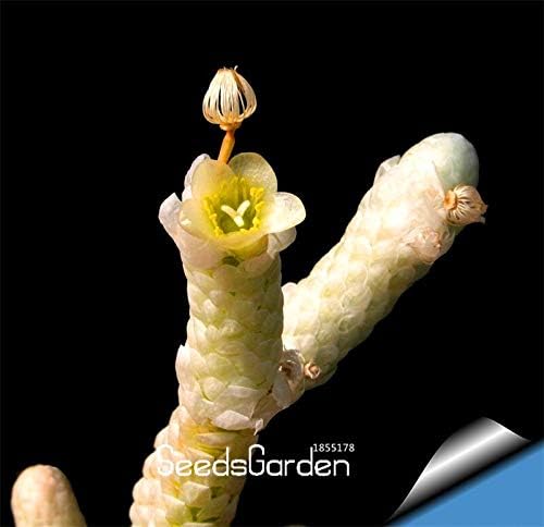 ホット販売 多肉植物種子echinopsis Tubiflora サボテンの種子 珍しい花サボテン 約10個 パック 725smd B07vglbcc5 955円