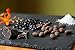 SKINNYDIPPED Dark Chocolate Raspberry Covered Almonds, 1.5 Ounce Bag, 10 Count