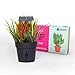 Tech Will Save Us Solar Thirsty Plant Kit | Educational Steam Toy, Ages 8 & Up