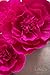 Ling's moment Giant Crepe Paper Flower, 9 X Fuchsia Handmade Large Paper Flower, Paper Flower Decorations for Nursery, Wall, Wedding, Anniversery, Bridal Shower, Archway, Centerpiece