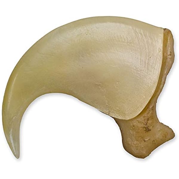 Mountain Lion Claw 6 5cm Museum Quality Replica Animal Anatomical Models Amazon Com Industrial Scientific
