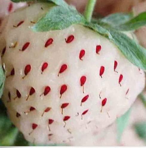 Fresh White Soul Strawberry 100 Seeds Fragaria vesca Containers Heirloom Non-GMO USA