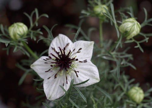 Black Cumin, Roman Coriander - Four Spice, 85 Seeds! Groco