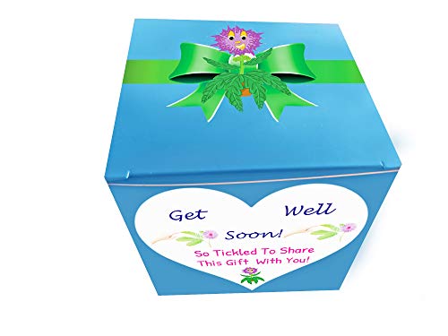 4 GET+WELL+GIFT+PLANT+TickleMe