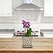 TRENDSPOT 5IN Orchid Pot Square, Crackle White Indoor Planter, 5 inch