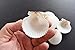 25 White Florida Scallop Shells (About 2