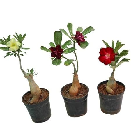 Indian Gardens - Adenium looking bonsai set of 3 plants