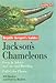 Jackson's and Veiled Chameleons: Facts & Advice on Care and Breeding (Reptile and Amphibian Keeper's by Richard Bartlett, Patricia Bartlett