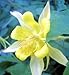 50 YELLOW COLUMBINE Aquilegia Flower Seeds