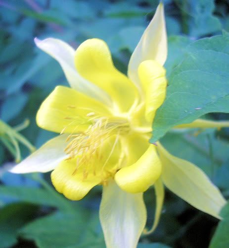 50 YELLOW COLUMBINE Aquilegia Flower Seeds 50 YELLOW COLUMBINE Aquilegia Flower Seeds