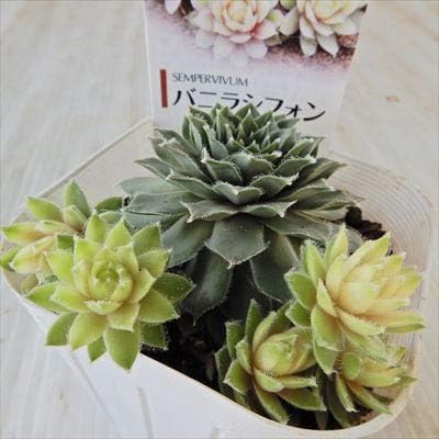 Amazon Co Jp 多肉植物 Seセンペルビウム バニラシフォン 多肉植物 センペルビウム 7 5cmポット ホーム キッチン