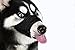SCENEREAL Dog Muzzle for Small Medium Dogs Set of 2 Adjustable Soft Breathable Nylon Safety Muzzles for Dogs Anti Biting Barking, Black