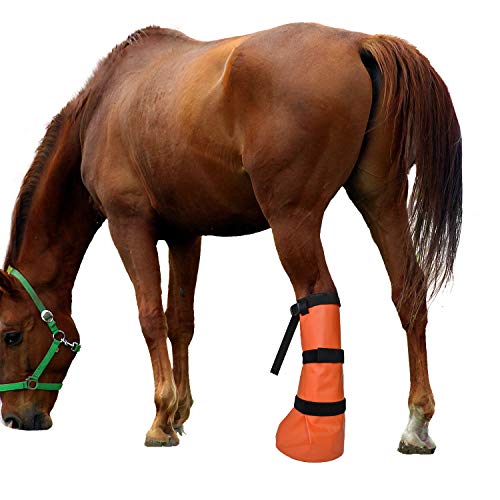 1 Yeezo+Soaking+Hooves+Wrapped+Treating