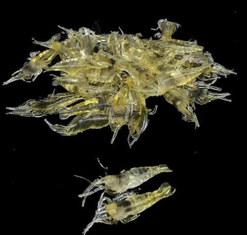 Simulated Grass Shrimp Fishing Lures