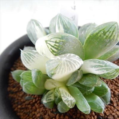 Amazon Co Jp Niハオルチア 斑入オブツーサ マリン 09 現品販売 多肉植物 9cmポット ホーム キッチン