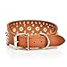 Pet Kingdom 18-24'' Leather Studded Large Dog Collar 4 Colors 3 Size Pet Collar (Brown, Medium)