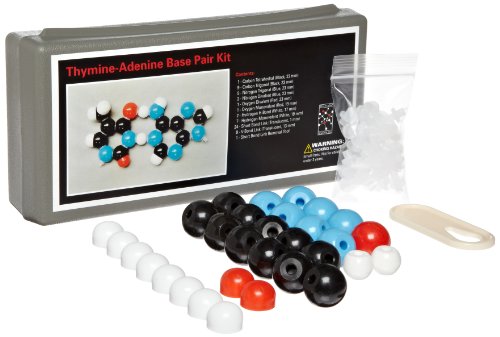 Molecular models 14-tap389 double helix adenine thymine…