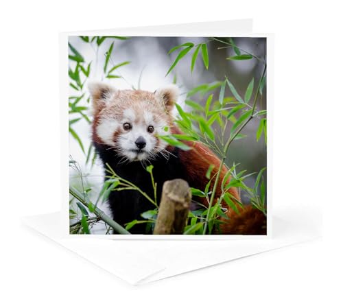 Greeting Card - Red Asia Panda Bear in the Free Nature Wildlife - Animal