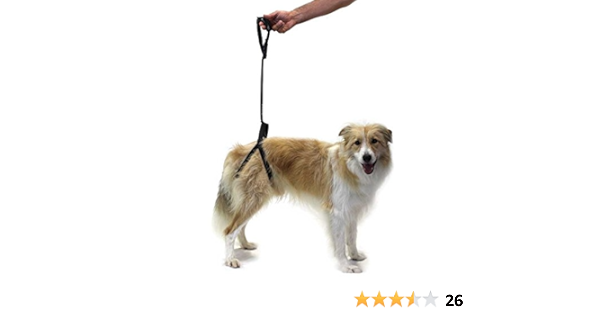dog hip brace amazon