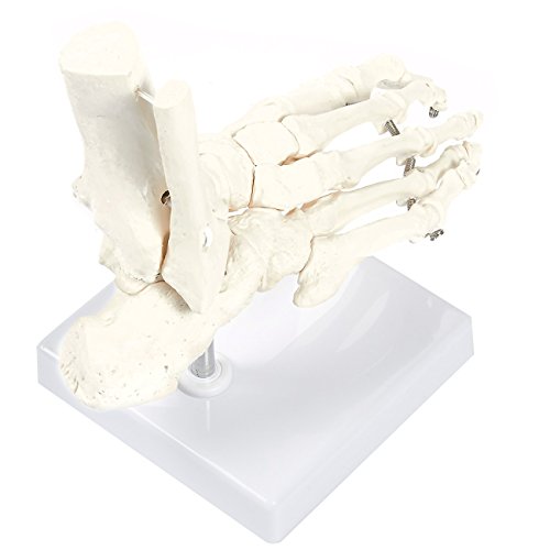 1 Human+Foot+Model+Stand+Articulating