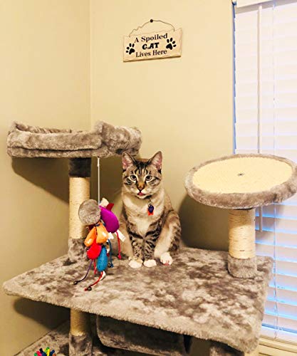 Wood Cat Sign Decor Cat Lover Sign, Hanging Pet Sign for Home Decor, Decorative Plaque Funny Cat Sign with Saying A Spoiled Cat Lives Here, Cat Wall Art Kitten Sign Cat Lover Gift 4X10in