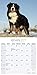 2025 2026 Bernese Mountain Dog Calendar - Dog Breed Monthly Wall Calendar - 12