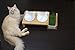 ViviPet Super Combo for Cats - Soil-Free Cat Grass Seeds Only (8 ounce about 6000+ seeds)