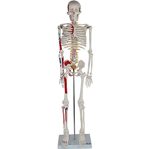ZQDL 85CM Human Skeleton Model with The Half-Muscle Coloring Point Spine Nerve Medical Teaching Equipment