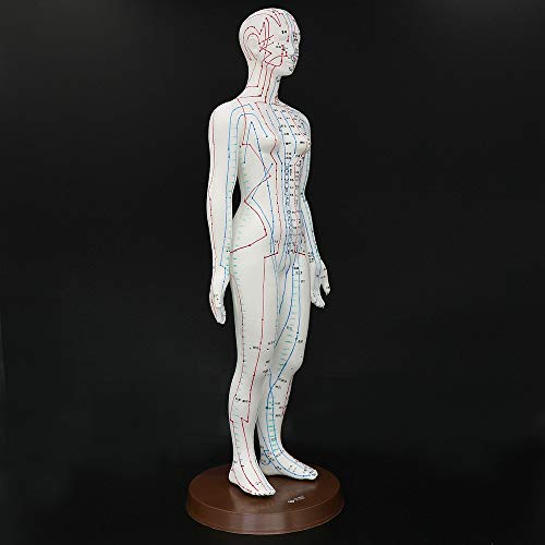 Acupuncture Model 48cm Female with Base Human Acupuncture meridians Model Acupuncture Starter Kit - Thumbnail 4