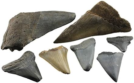 Fossil Megalodon Tooth Assortment 7pcs - 2 X-large (3.5-4.5 Inches) Plus 5 Small (1-1.5 Inches)