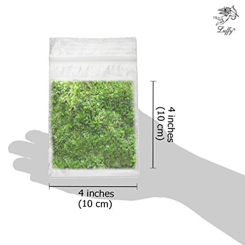 Wild Christmas Moss in Loose Form - Easy to Grow Live Plant for Aquarium - Lush, Green Moss for Decor - Create Moss Wall or Moss Carpet - Soft, Comforting for Fish - Food Source for Fry & Shrimps - Thumbnail 6