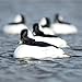 Avery Outdoors Hunting Gear Over-Size Buffleheads (1/2 Dozen)
