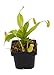 Pitcher Plant Nepenthes - Carnivorous Plant - Small Potted