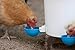 (4 Pack) Oasis Chicken Watering Cups | Drill Bit and Hardware Included! | Fully Automatic Poultry Waterers | No Floats or Tabs to Peck! | Qty: 4 (Blue)