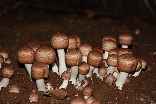 Brazilian Agaric Mushroom Mycelium. Biological Mycelium.