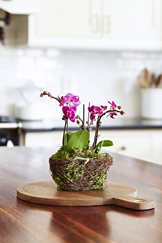 Hallmark Flowers Orchid, Purple in 4-Inch Twig and Moss Container - Thumbnail 3