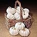 Baby Boo Pumpkin 25 Seeds