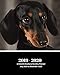 2019 - 2020 | 18 Month Weekly & Monthly Planner July 2019 to December 2020: Dachshund Dog Breed Pets by Dazzle Book Press