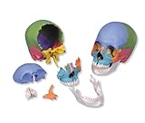 3B Scientific Didactic Skull Kit